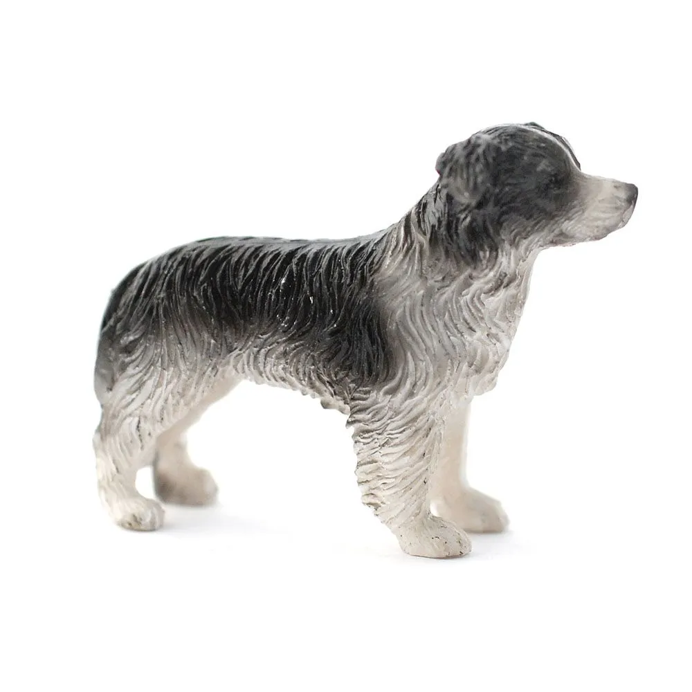 Border Collie - Miniature