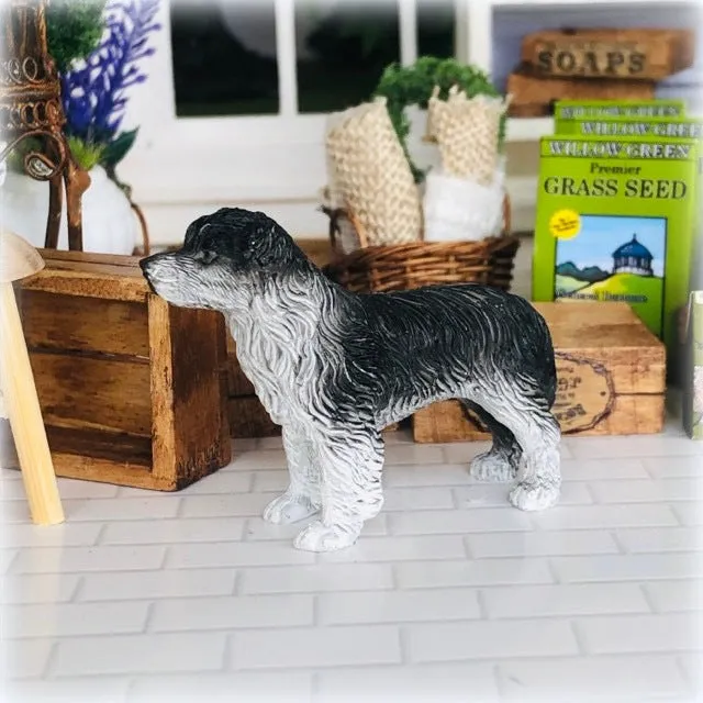 Border Collie - Miniature