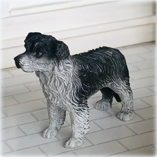 Border Collie - Miniature